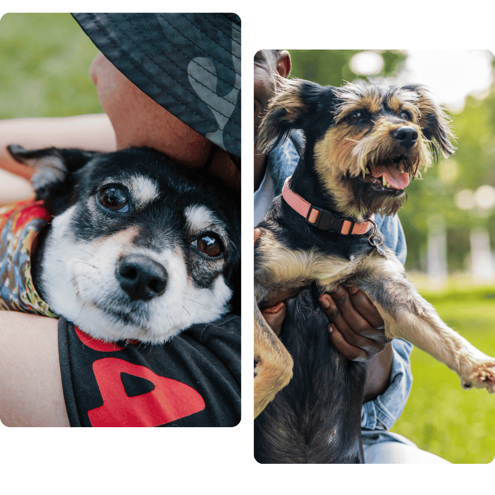 helping people helping pets
