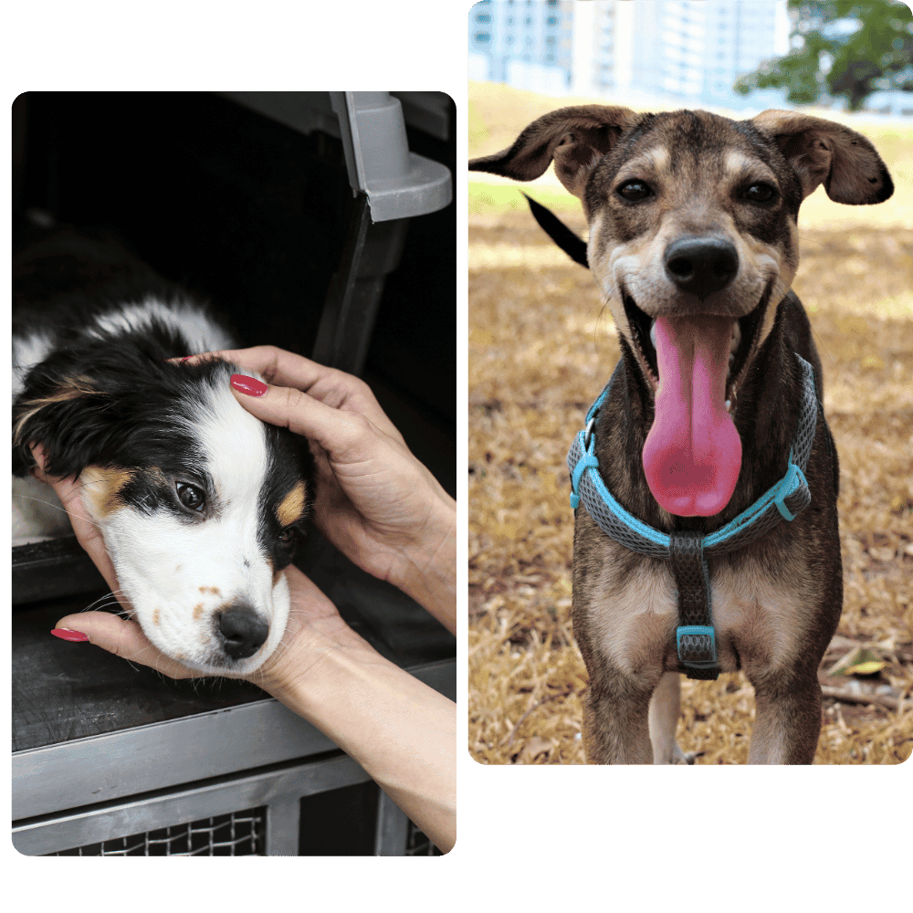 helping people helping pets (6)