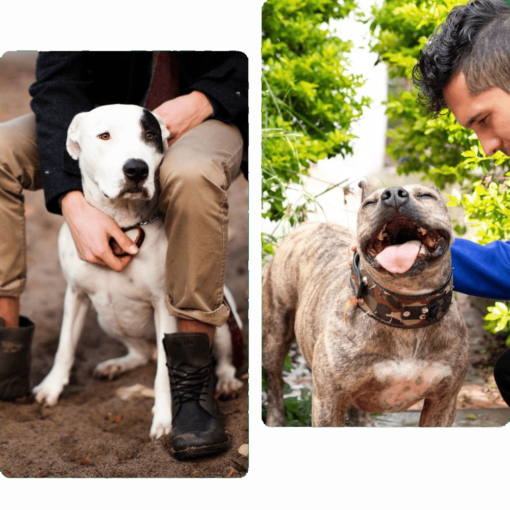 helping-people-helping-pets transparent